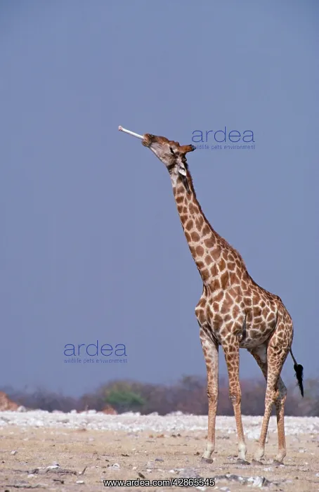 : Southern Giraffe - male sucks bone for its calcium : Southern Giraffe - male sucks bone for its calcium