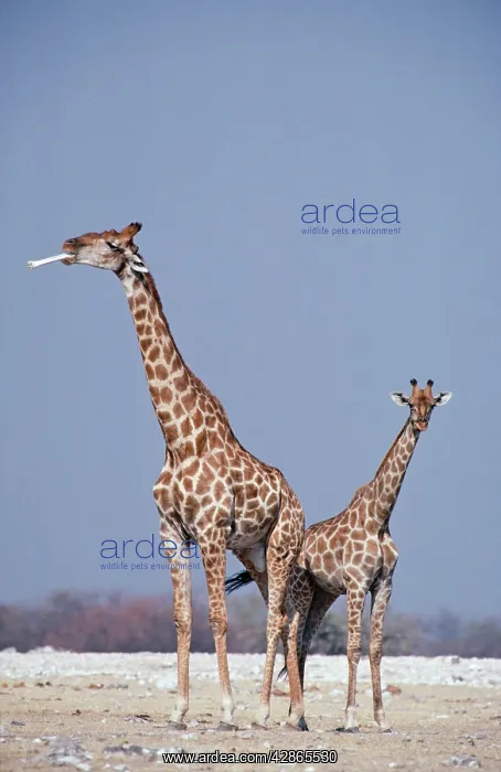 : Southern Giraffe - Male (with bone) and Female : Southern Giraffe - Male (with bone) and Female