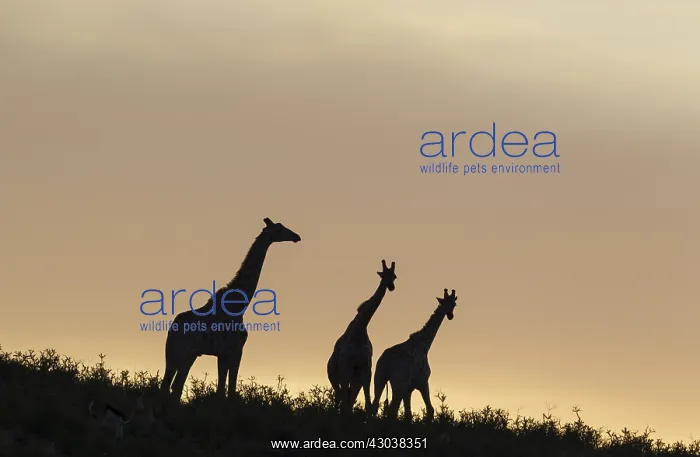 : Southern Giraffe - three males at dawn - two of : Southern Giraffe - three males at dawn - two of