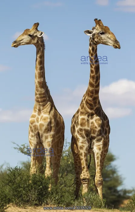 : Southern Giraffe - two males - Kalahari Desert : Southern Giraffe - two males - Kalahari Desert