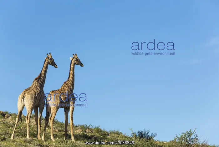 : Southern Giraffe - two males - Kalahari Desert : Southern Giraffe - two males - Kalahari Desert