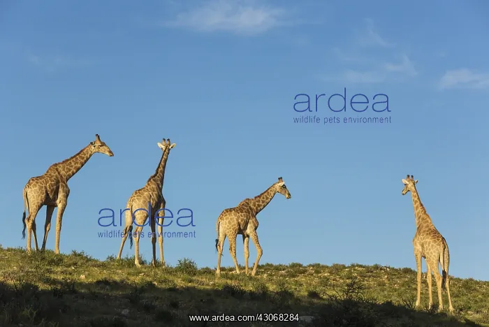 : Southern Giraffe - four males in the last light : Southern Giraffe - four males in the last light