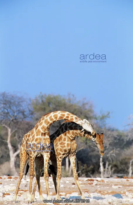 : Southern GIRAFFE - males necking : Southern GIRAFFE - males necking