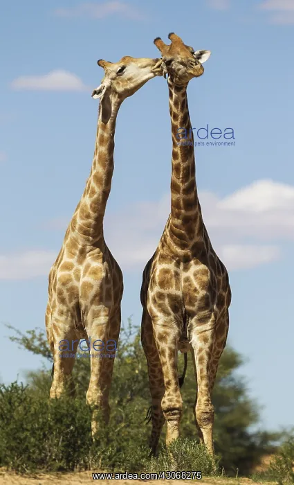 : Southern Giraffe - two males - social contact - : Southern Giraffe - two males - social contact -