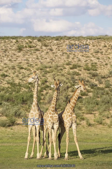  : Southern Giraffe - three males - about to start