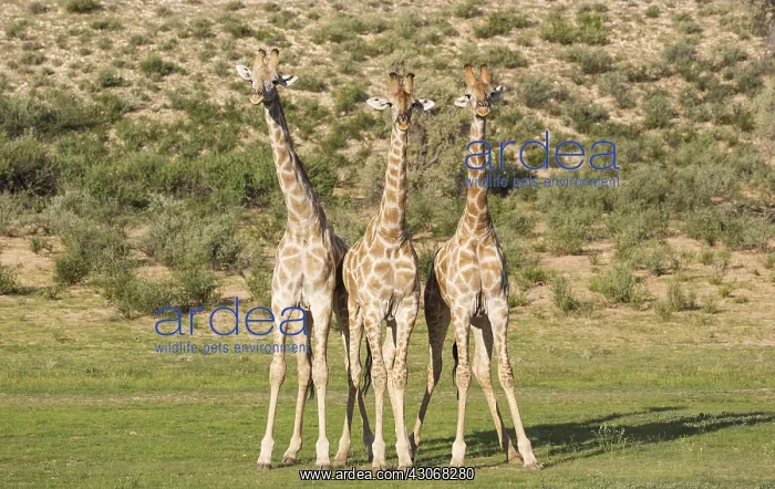 : Southern Giraffe - three males - about to start : Southern Giraffe - three males - about to start