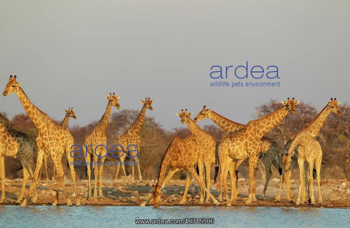 : Southern Giraffe - meeting at a waterhole in the evening : Southern Giraffe - meeting at a waterhole in the evening