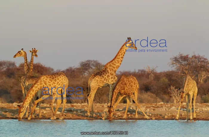 : Southern Giraffe - meeting at a waterhole in the evening : Southern Giraffe - meeting at a waterhole in the evening