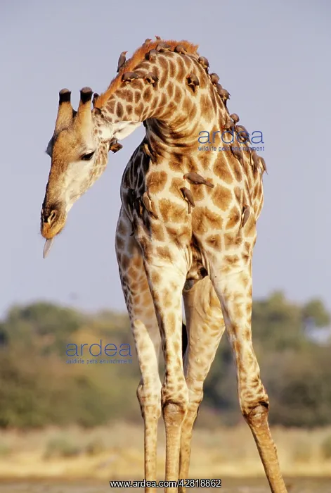 : Southern Giraffe - with Oxpeckers (Buphagus africanus) : Southern Giraffe - with Oxpeckers (Buphagus africanus)