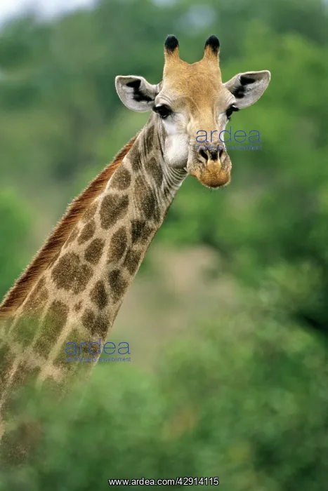  : Southern Giraffe - portrait