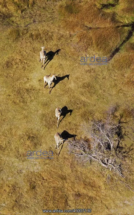 : Southern Giraffe roaming in freshwater marshland aerial view : Southern Giraffe roaming in freshwater marshland aerial view