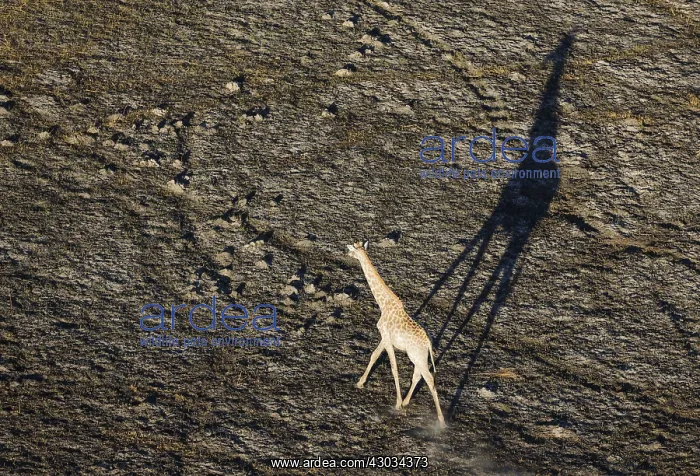 : Southern Giraffe - roaming male in the late evening : Southern Giraffe - roaming male in the late evening