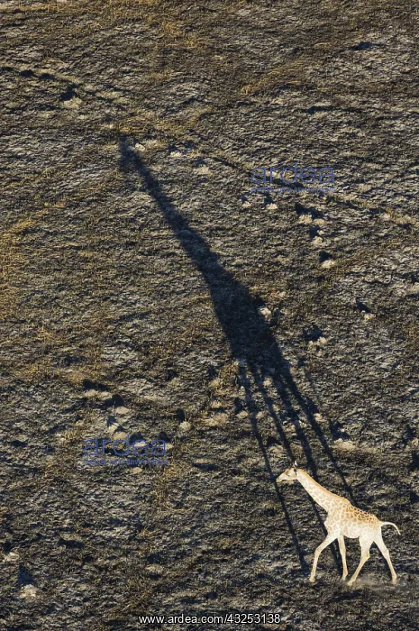 : Southern Giraffe - roaming male in the late evening : Southern Giraffe - roaming male in the late evening