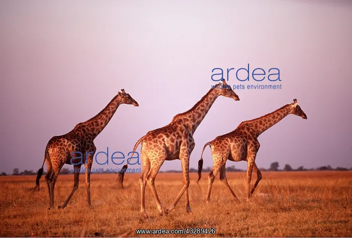 : SOUTHERN GIRAFFE - x three at sunset : SOUTHERN GIRAFFE - x three at sunset