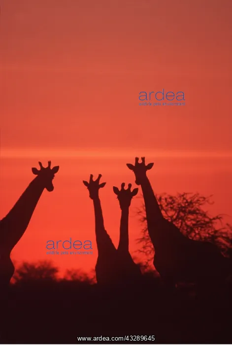 : SOUTHERN GIRAFFE - x four In Sunset : SOUTHERN GIRAFFE - x four In Sunset