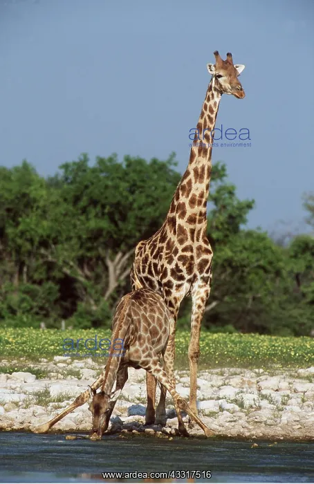 : SOUTHERN GIRAFFE x two, Female (drinking) and Male : SOUTHERN GIRAFFE x two, Female (drinking) and Male