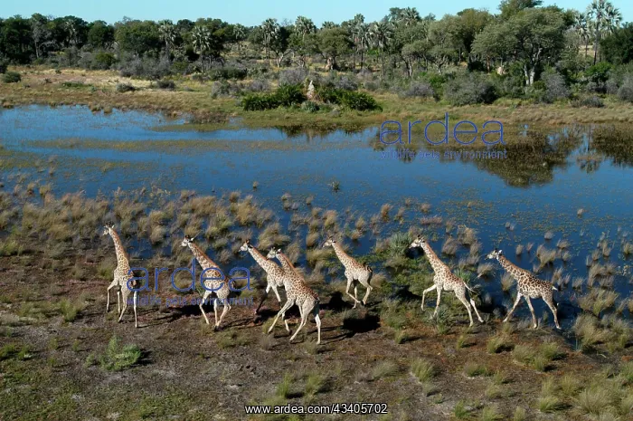 : Southern Giraffes : Southern Giraffes
