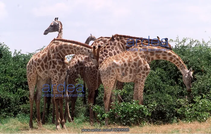 : SOUTHERN GIRAFFES - x five, browsing : SOUTHERN GIRAFFES - x five, browsing
