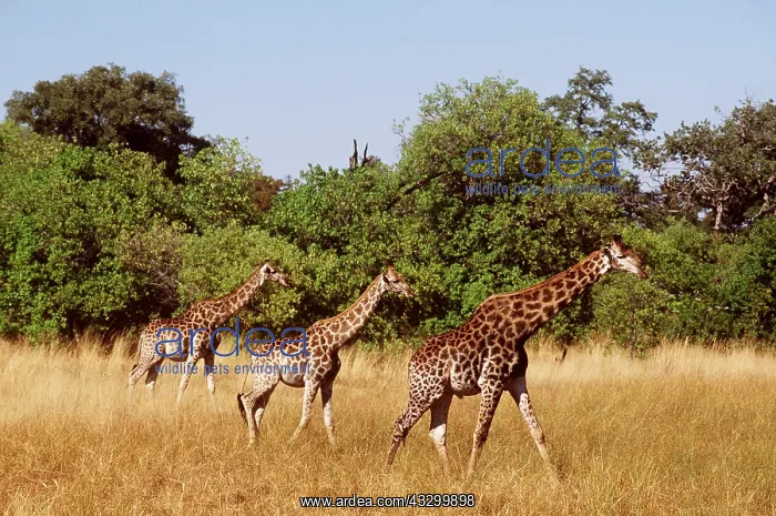 : SOUTHERN GIRAFFES - x three, walking : SOUTHERN GIRAFFES - x three, walking