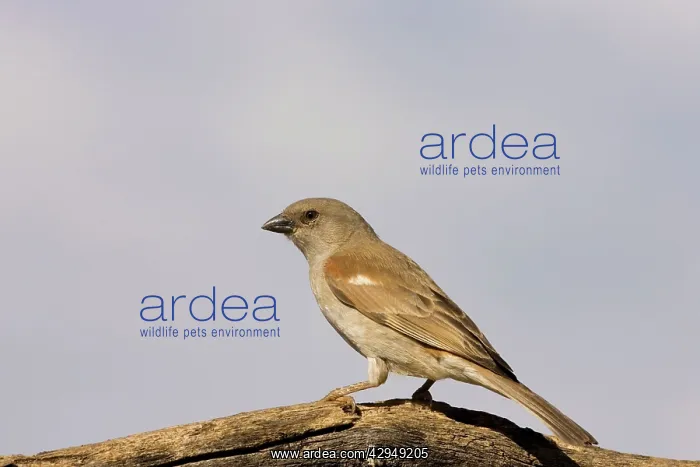  : Southern Grey Headed Sparrow - Perched on dead tree