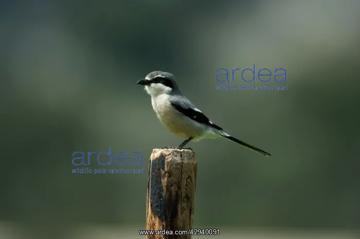 : Southern Grey Shrike : Southern Grey Shrike