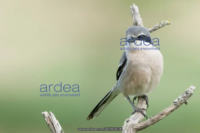 : Southern Grey Shrike : Southern Grey Shrike