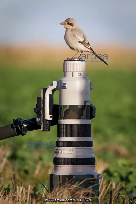 : Southern Grey Shrike : Southern Grey Shrike