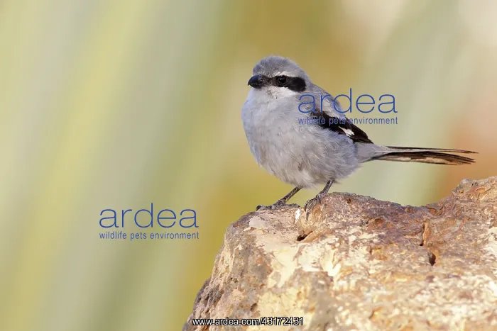 : Southern Grey Shrike : Southern Grey Shrike