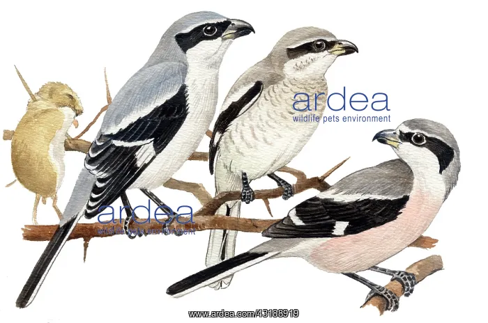 : Southern Grey Shrike : Southern Grey Shrike