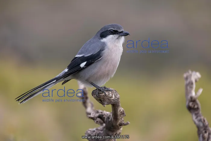  : Southern grey shrike (Lanius meridionalis), Iberian