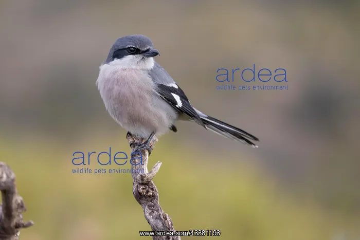 : Southern grey shrike (Lanius meridionalis), Iberian : Southern grey shrike (Lanius meridionalis), Iberian
