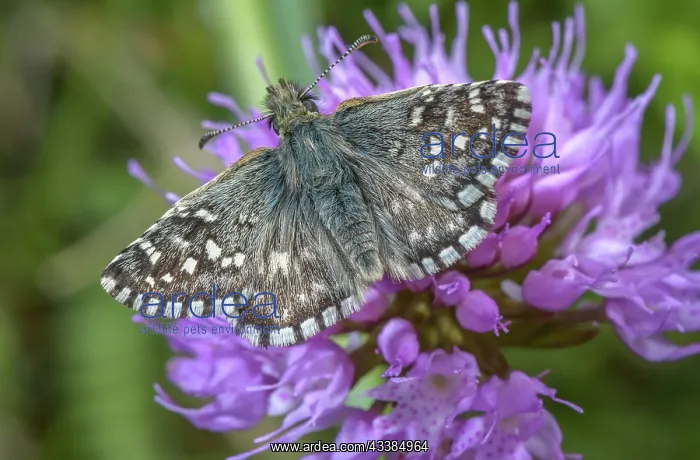 : Southern Grizzled Skipper, Pyrgus malvoides, on : Southern Grizzled Skipper, Pyrgus malvoides, on