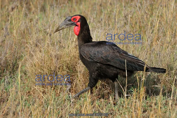 : Southern Ground Hornbill : Southern Ground Hornbill