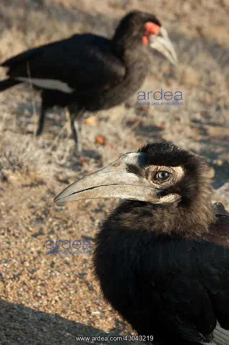  : Southern Ground Hornbill