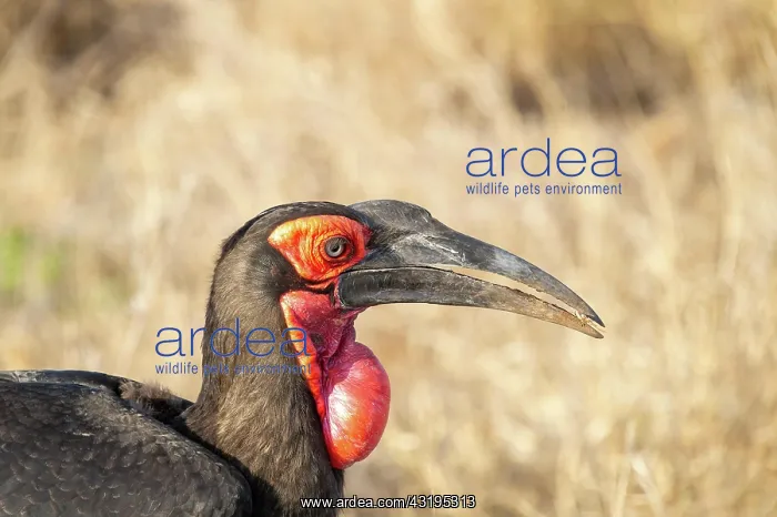 : Southern ground hornbill (Bucorvus leadbeateri) : Southern ground hornbill (Bucorvus leadbeateri)