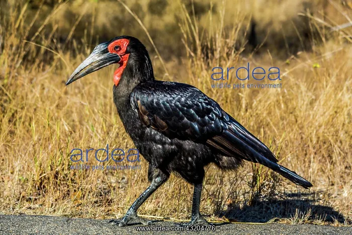 : Southern ground hornbill (Bucorvus leadbeateri) : Southern ground hornbill (Bucorvus leadbeateri)
