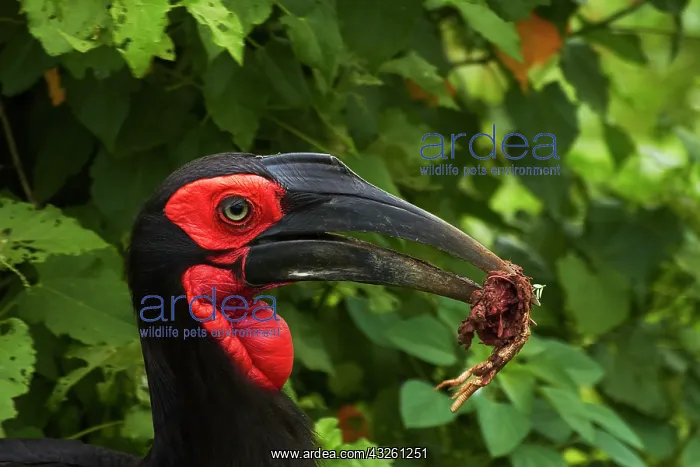 : Southern Ground Hornbill (Bucorvus leadbeateri) : Southern Ground Hornbill (Bucorvus leadbeateri)