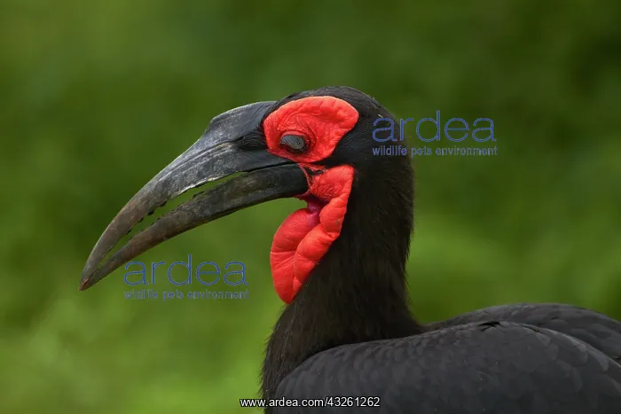 : Southern Ground Hornbill (Bucorvus leadbeateri) : Southern Ground Hornbill (Bucorvus leadbeateri)