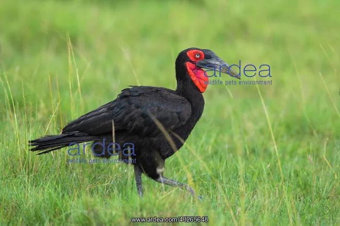 : Southern ground hornbill (Bucorvus leadbeateri) : Southern ground hornbill (Bucorvus leadbeateri)