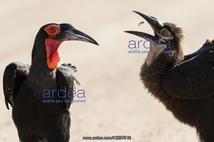 : Southern ground hornbill (Bucorvus leadbeateri) : Southern ground hornbill (Bucorvus leadbeateri)