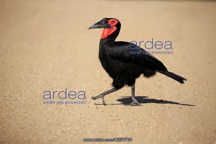 : Southern ground hornbill (Bucorvus leadbeateri) : Southern ground hornbill (Bucorvus leadbeateri)