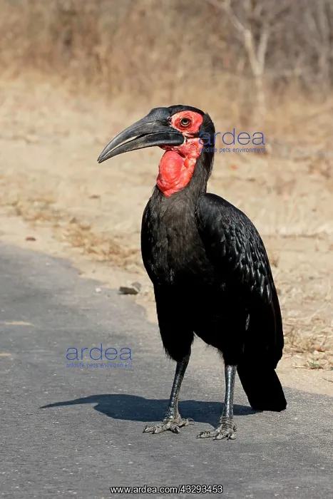 : Southern Ground Hornbill (Bucorvus leadbeateri) : Southern Ground Hornbill (Bucorvus leadbeateri)