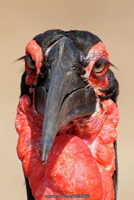  : Southern Ground Hornbill (Bucorvus leadbeateri)