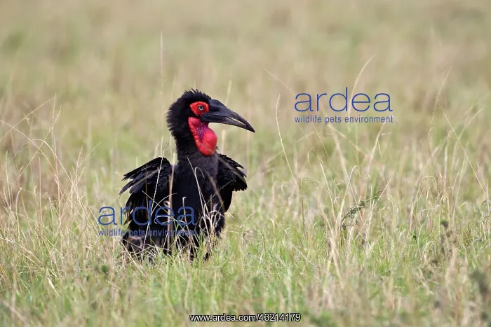 : Southern Ground Hornbill or cafer (Bucorvus : Southern Ground Hornbill or cafer (Bucorvus