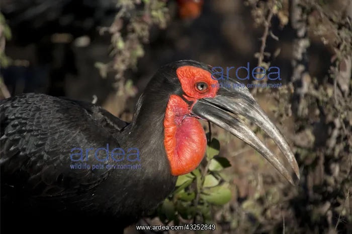 : Southern Ground Hornbill - critically endangered : Southern Ground Hornbill - critically endangered