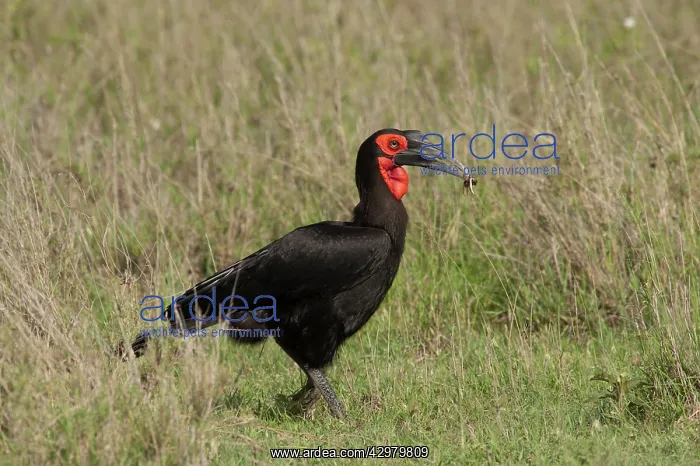 : Southern Ground Hornbill - eating insect : Southern Ground Hornbill - eating insect