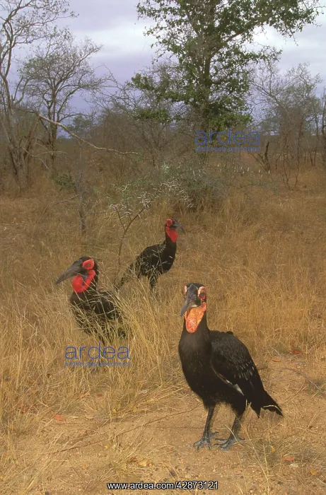 : Southern Ground Hornbill - Family group on ground : Southern Ground Hornbill - Family group on ground