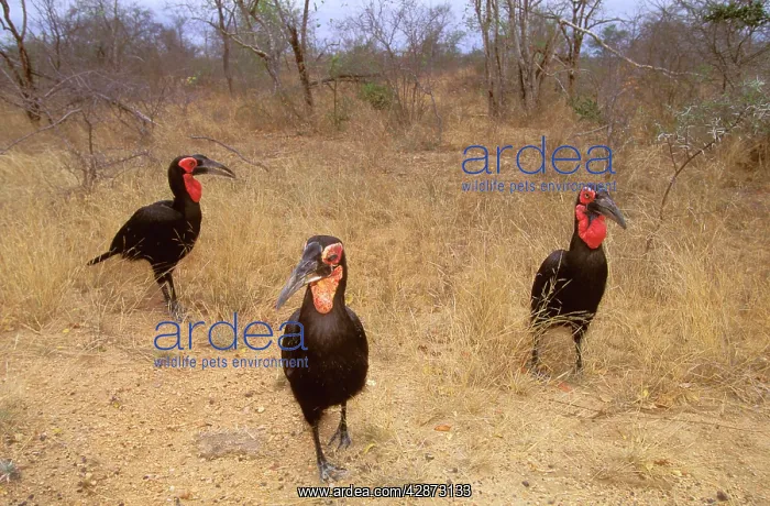 : Southern Ground Hornbill - Family group on ground : Southern Ground Hornbill - Family group on ground