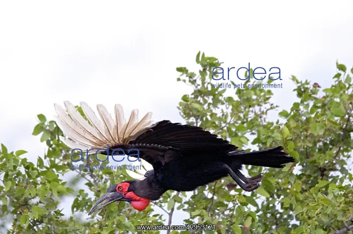 : Southern Ground Hornbill - in flight : Southern Ground Hornbill - in flight