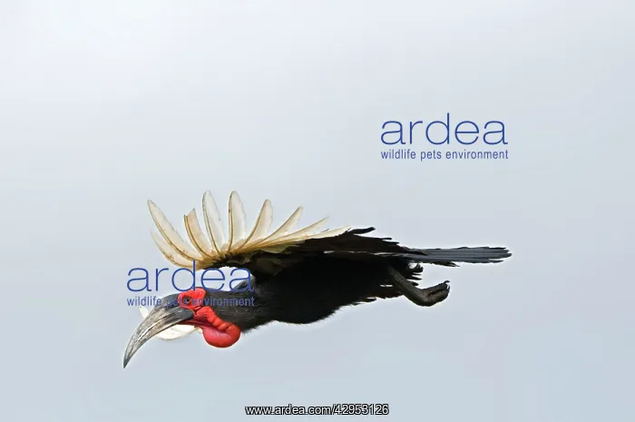 : Southern Ground Hornbill - in flight : Southern Ground Hornbill - in flight